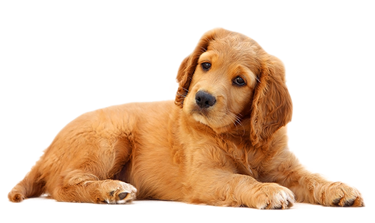 Dog donation