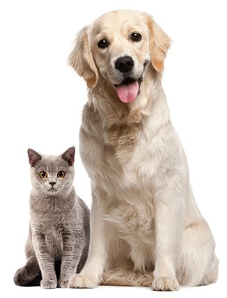 dog with cat